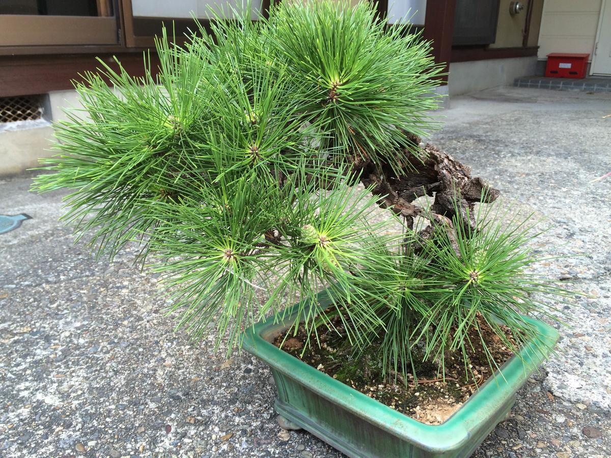 Takayama Ninja House Hotel Exterior photo